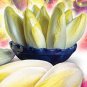 20 Pcs Belgium Endive Chicory Seeds