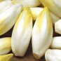 20 Pcs Belgium Endive Chicory Seeds