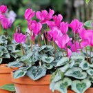 5 Pcs Cyclamen 'Pink Lovers' Seeds, big blooms Fragrant Flowers 5 Pcs Cyclamen 'Pink Lovers' Seeds, big blooms Fragrant Flowers