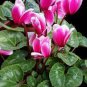 5 Pcs Cyclamen 'Pink Lovers' Seeds, big blooms Fragrant Flowers