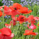 100 Pcs Corn Poppy Corrugated Red Double Flowers