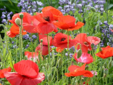 100 Pcs Corn Poppy Corrugated Red Double Flowers