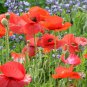 100 Pcs Corn Poppy Corrugated Red Double Flowers