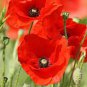 100 Pcs Corn Poppy Corrugated Red Double Flowers