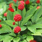 6 Pcs Ginseng Organic Herbs Seeds