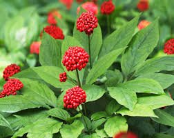 6 Pcs Ginseng Organic Herbs Seeds