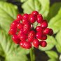 6 Pcs Ginseng Organic Herbs Seeds