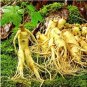 6 Pcs Ginseng Organic Herbs Seeds