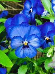 30 Pcs Pansy Viola Tricolor  large whitish blue petals yellow centre