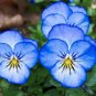 30 Pcs Pansy Viola Tricolor  large whitish blue petals yellow centre