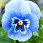 30 Pcs Pansy Viola Tricolor  large whitish blue petals yellow centre