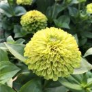 20 Pcs Green Zinnias 'Envy' zinnia elegans double and semi-double blooms