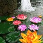5 Pcs Lotus 'Bride Gift' big red double flowers