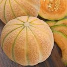 10 Pcs Malaga Sweet Melon Seeds