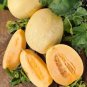 10 Pcs Malaga Sweet Melon Seeds