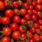 100 Pcs Dark Red Tomato big truss sweet tomato vegetables