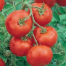 100 Pcs Large Tomato Middle Red Truss Plant