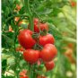100 Pcs Large Tomato Middle Red Truss Plant