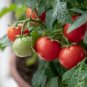 100 Pcs Large Tomato Middle Red Truss Plant