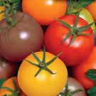 20 Pcs Rainbow Tomato Truss Cherry fruit Seeds 20 Pcs Rainbow Tomato Truss Cherry fruit Seeds