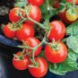 100 Pcs Bonsai Cherry Tomato Red Round Fruit Seeds