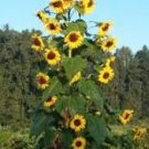 15 Pcs Sunflowers Cake Type Flower Seeds