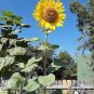 15 Pcs Sunflowers Cake Type Flower Seeds