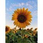 15 Pcs Sunflowers Cake Type Flower Seeds