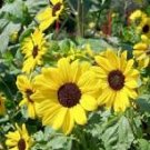 15 Pcs Sunflowers Bright Yellow Small Flower Seeds