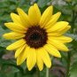 15 Pcs Sunflowers Bright Yellow Small Flower Seeds