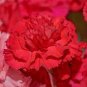 30 Pcs Carnation Dianthus caryophyllus L Dark Red Flowers Seeds