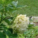 5 Pcs Light Green Peony Tree Flower Seeds