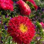 50 Pcs Red China Aster Callistephus chinensis Nees Flower Seeds