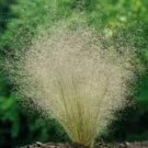 50 Pcs Cloud Grass Agrostis nebulosa Ornamental Plant Seeds 50 Pcs Cloud Grass Agrostis nebulosa Ornamental Plant Seeds