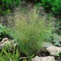 50 Pcs Cloud Grass Agrostis nebulosa Ornamental Plant Seeds