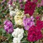 30 Pcs Bonsai Violet Matthiola incana Annual Flower Seeds