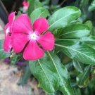 20 Pcs Red Periwinkle Catharanthus roseus Perennial Herb Flowers Seeds 20 Pcs Red Periwinkle Catharanthus roseus Perennial Herb Flowers Seeds