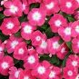 20 Pcs Red Periwinkle Catharanthus roseus Perennial Herb Flowers Seeds