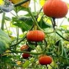 6 Pcs Orange Red Pumpkin Flat Big Vegetables Seeds 6 Pcs Orange Red Pumpkin Flat Big Vegetables Seeds
