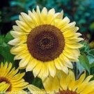 20 Pcs Lemon Yellow Sunflower annual univalved many-headed ornamrntal garden flowers bonsai