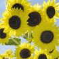 20 Pcs Lemon Yellow Sunflower annual univalved many-headed ornamrntal garden flowers bonsai
