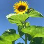 6 Pcs Giant Sunflowers hybrid annual univalved single-headed flowers giant flower
