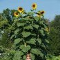 6 Pcs Giant Sunflowers hybrid annual univalved single-headed flowers giant flower