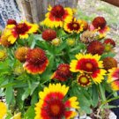 30 Pcs Indian Blanket Perennial Dwarf Gaillardia Flower Seeds 30 Pcs Indian Blanket Perennial Dwarf Gaillardia Flower Seeds