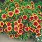 30 Pcs Indian Blanket Perennial Dwarf Gaillardia Flower Seeds