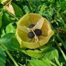 5 Pcs Heart-pea Candiospermum halicacabum Ornamental Vine Plant Seeds