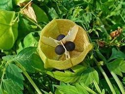 5 Pcs Heart-pea Candiospermum halicacabum Ornamental Vine Plant Seeds