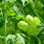 5 Pcs Heart-pea Candiospermum halicacabum Ornamental Vine Plant Seeds