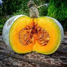 6 Pcs Small Sand Sweet Pumpkin Seeds