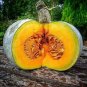 6 Pcs Small Sand Sweet Pumpkin Seeds